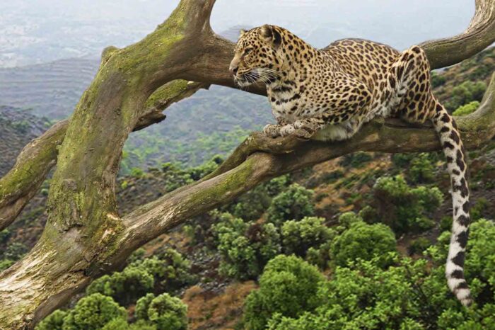5 Days Cultural, Gorilla Tracking and Wildlife Safari