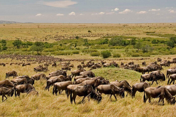 6 Days Lake Nakuru, Amboseli and Maasai Mara Adventure