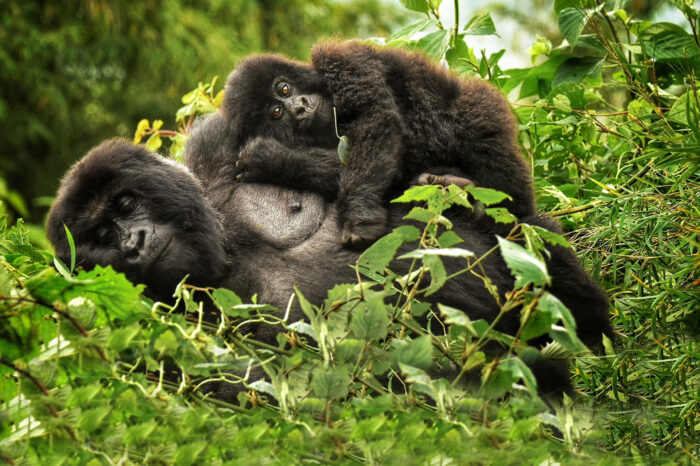 8 Days Wildlife and Nature Safari in Rwanda