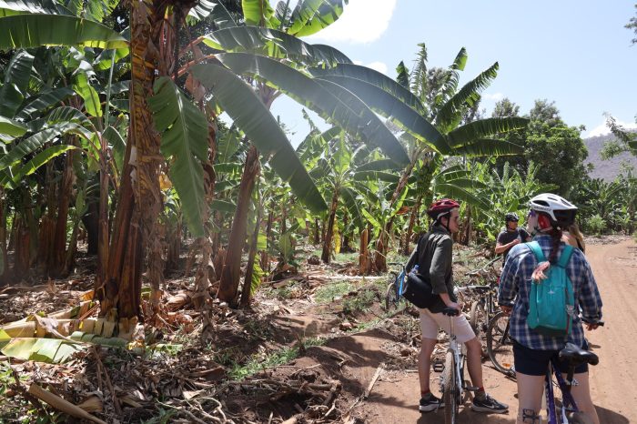 Farm Tour in Mto wa Mbu